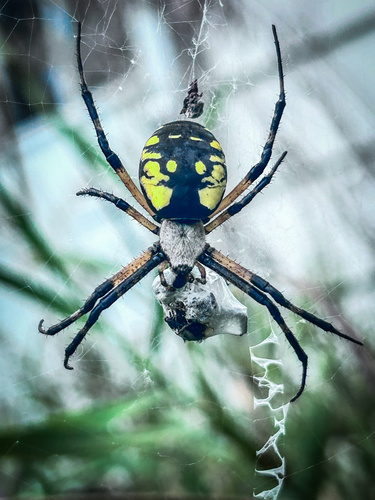 Yellow Garden Spider
