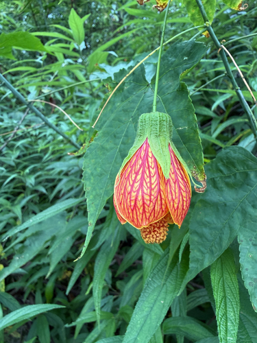 Redvein Abutilon