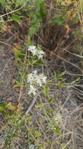 Western White Clematis