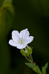 (c) Daughter Dad, some rights reserved (CC BY) Geranium richardsonii, photograph (c) Daughter Dad, some rights reserved (CC BY)