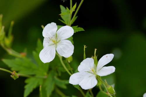 Geranium richardsonii, photograph 4