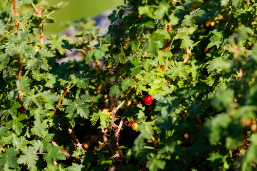 Ribes montigenum, photograph 2