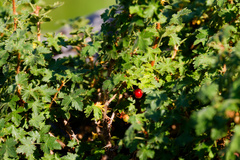 Ribes montigenum, photograph (c) Daughter Dad, some rights reserved (CC BY)