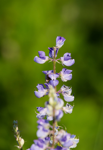 Lupinus argenteus, photograph 3
