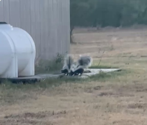 Striped Skunk