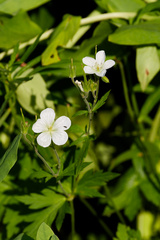 (c) Daughter Dad, some rights reserved (CC BY) Geranium richardsonii, photograph (c) Daughter Dad, some rights reserved (CC BY)