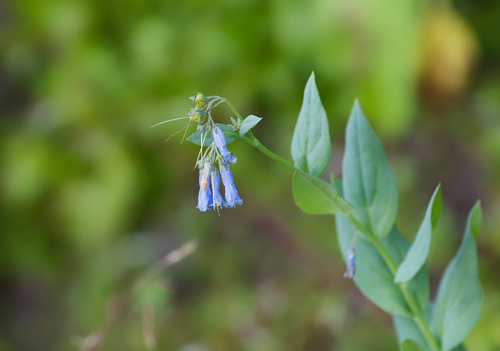 Mertensia ciliata, photograph 4