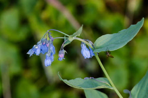 Mertensia ciliata, photograph 3