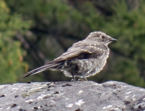 Townsend's Solitaire