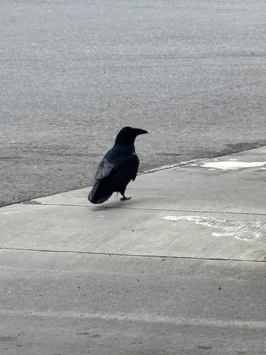 Common Raven