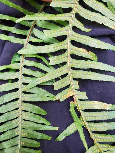 Polypodium plesiosorum observed 2026-08-29