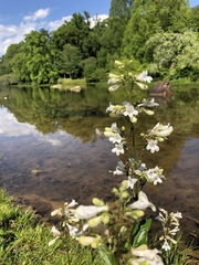 Penstemon pallidus