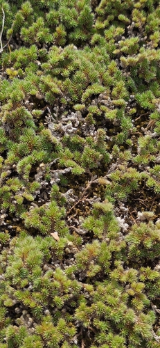 Selaginella peruviana