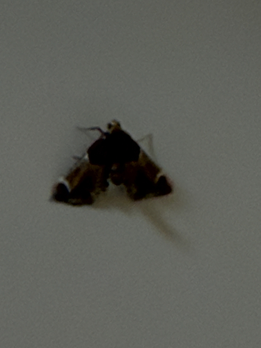 Meal moth
