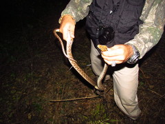 Pseudelaphe flavirufa