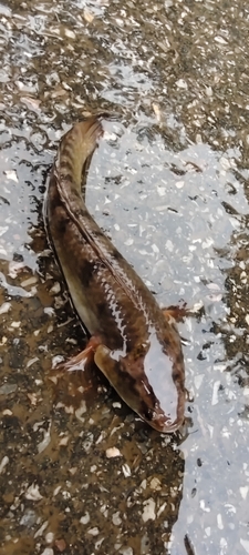 Red-tailed Snakehead