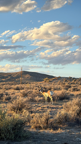 Pronghorn