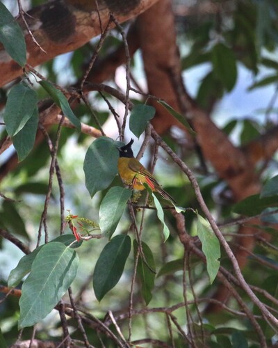 Black-crested Bulbul