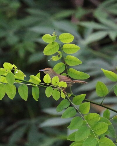 Pin-striped Tit-Babbler
