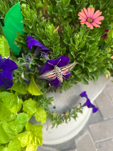White-lined Sphinx