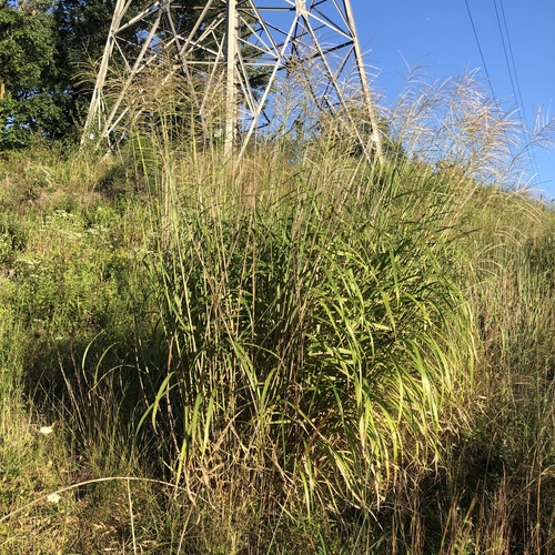 Miscanthus sinensis, photograph 4