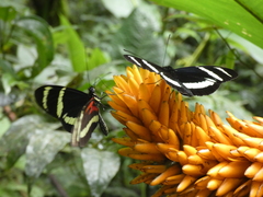 Heliconius pachinus