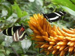 Heliconius pachinus