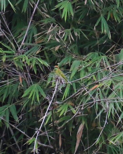 Asian Green Bee-eater