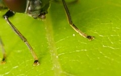 Cheilosia albitarsis