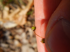 Luzula acuminata carolinae