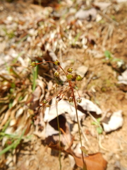 Luzula acuminata carolinae