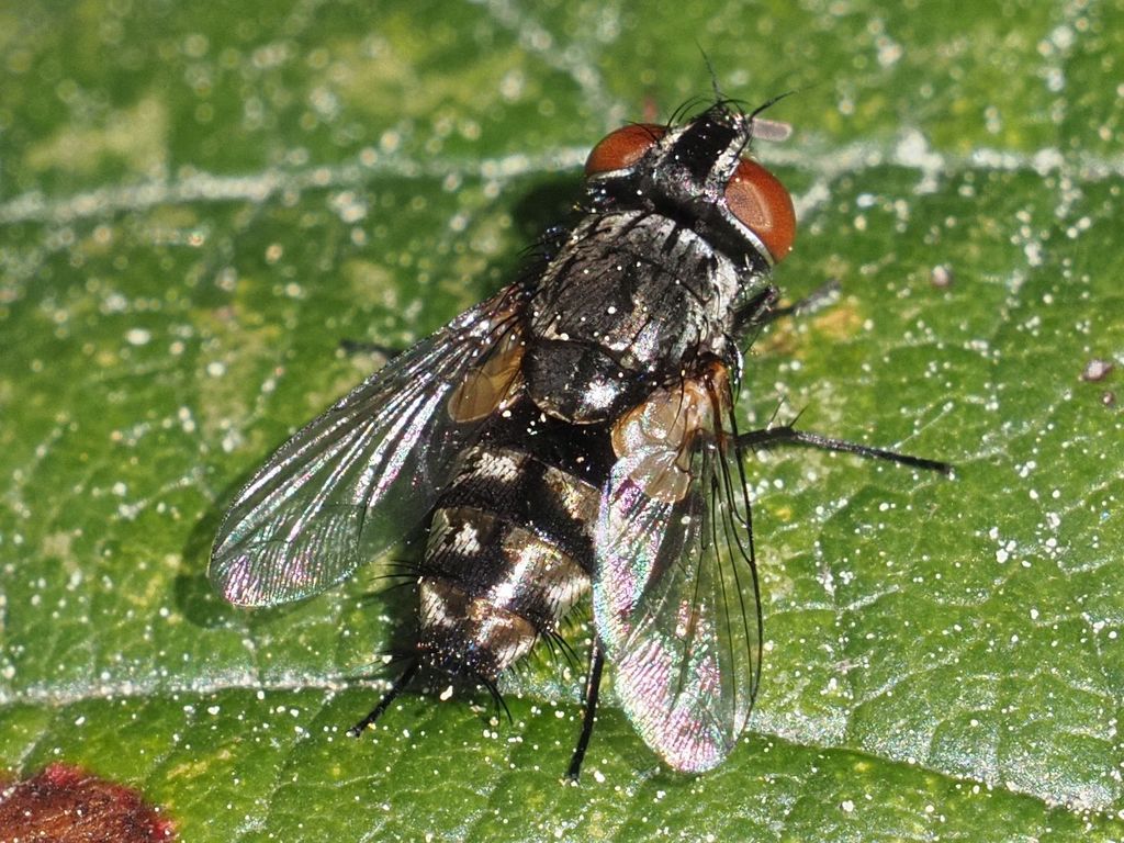 Fringe-footed satellite fly