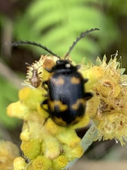Gallerucida bifasciata