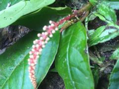 Phytolacca icosandra
