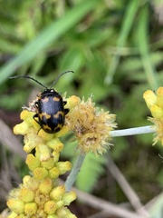 Gallerucida bifasciata