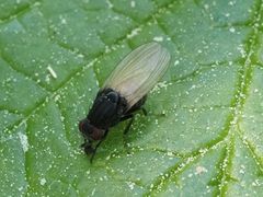 Minettia longipennis