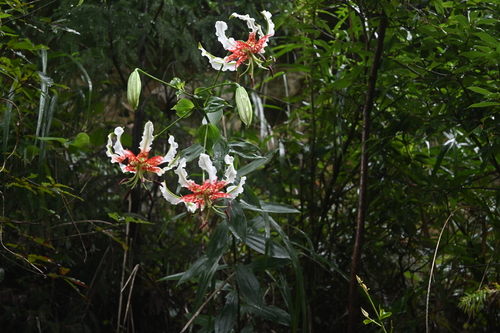 Lilium speciosum gloriosoides