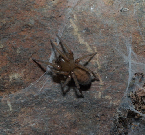 Bennett's Laceweaver photo 5