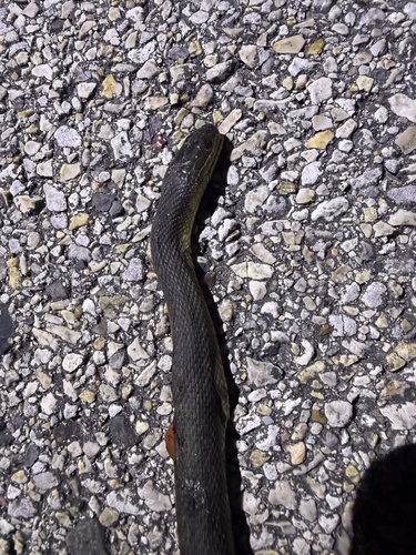 Mississippi Green Watersnake