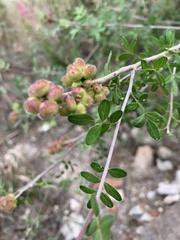 Rhus pachyrrhachis