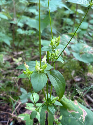 Spurred Gentian