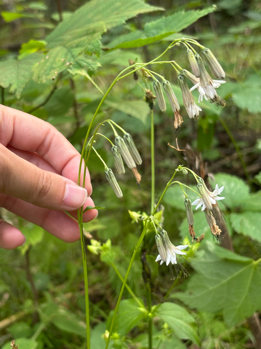white rattlesnake root