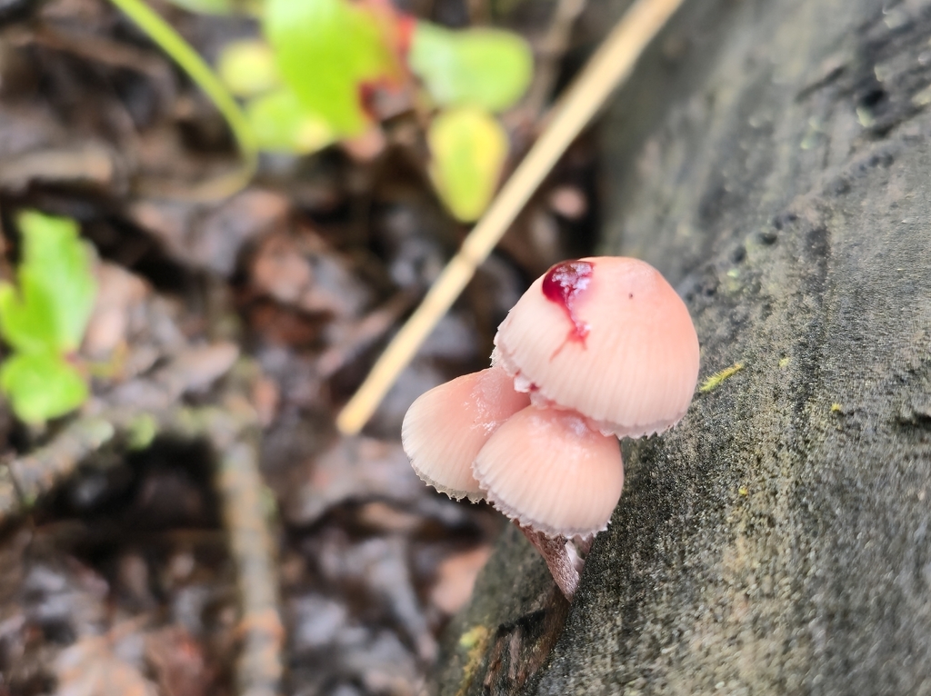 Bleeding Fairy Helmet · September 2026 · photo: Photo: (c) Alex Reitan, some rights reserved (CC BY) · iNaturalist