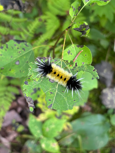 Spotted Tussock Moth