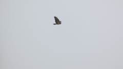 Buteo jamaicensis costaricensis