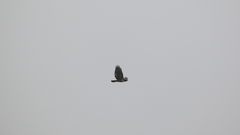 Buteo jamaicensis costaricensis