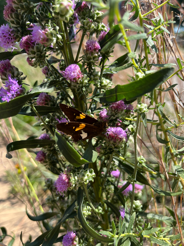 Silver-spotted Skipper
