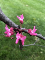 Cercis canadensis canadensis