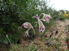 Gladiolus orchidiflorus
