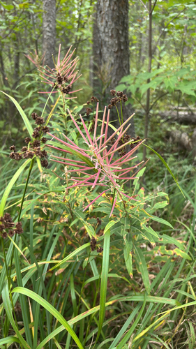 fireweed